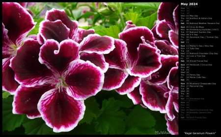Regal Geranium Flowers