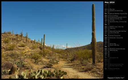 Saguaro's Carillo Trail