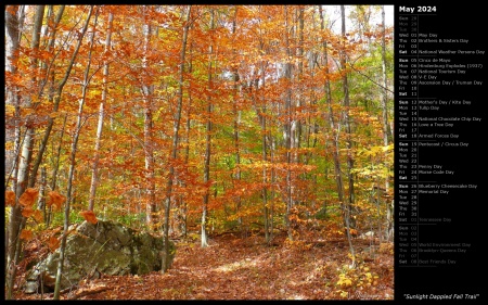 Sunlight Dappled Fall Trail