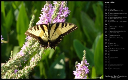 Swallowtail Butterfly on Purple Wildflowers