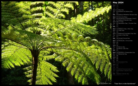 Tree Fern in the Rainforest