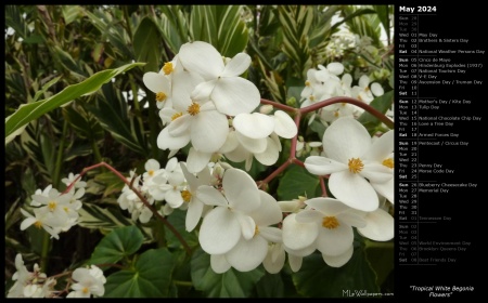Tropical White Begonia Flowers
