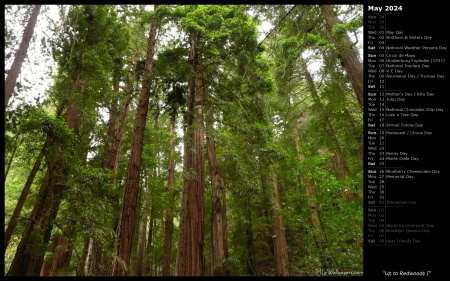 Up to Redwoods I