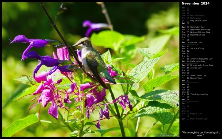 Hummingbird on Hummingbird Mint