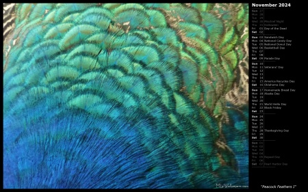 Peacock Feathers I