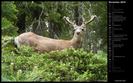 Yosemite Deer
