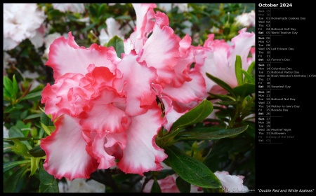 Double Red and White Azaleas