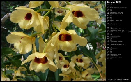 Yellow and Maroon Orchids