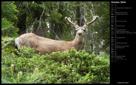 Yosemite Deer