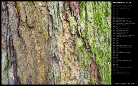 Moss-Covered Tree Bark