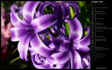 Blue Hyacinth I