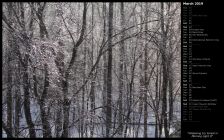Glistening Icy Forest in Morning Light II