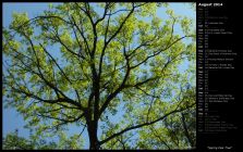 Spring Oak Tree