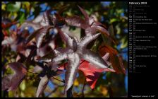 Sweetgum Leaves in Fall