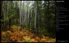 White Birch Trees and Fall Ferns