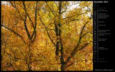 Branches of Yellow Leaves