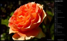 Orange Rose II