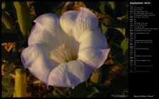 Sacred Datura Flower