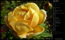 Yellow English Rose