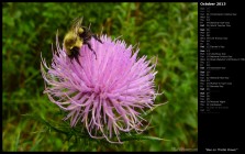 Bee on Thistle Flower