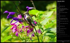 Hummingbird on Hummingbird Mint