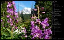 Mount Rainier Between Purple Phlox
