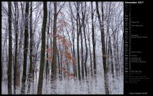Snow Dusted Forest