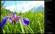 Wild Iris and Alaskan Landscape