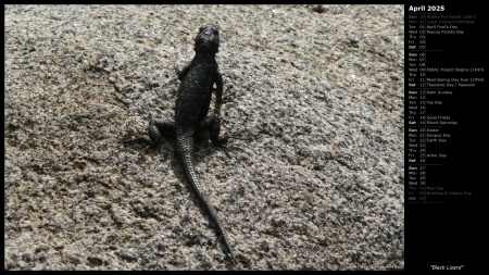 Black Lizard