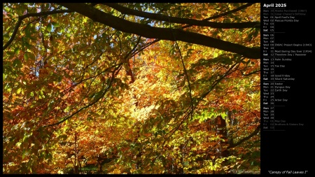 Canopy of Fall Leaves I