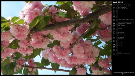 Double Blossoming Cherry Tree IV