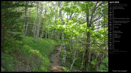 Forest Trail at Acadia