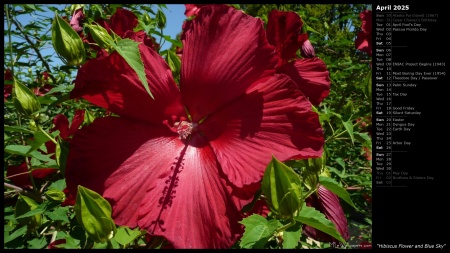 Hibiscus Flower and Blue Sky