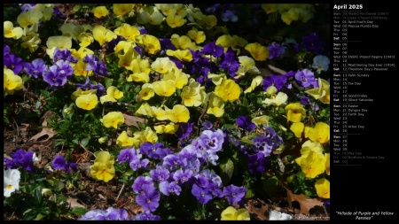 Hillside of Purple and Yellow Pansies