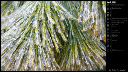 Ice-Coated Pine Needles