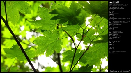Maple Leaves with Raindrops