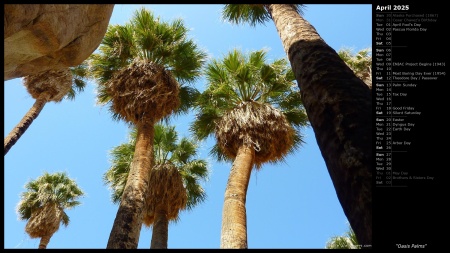 Oasis Palms
