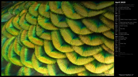 Peacock Feathers II