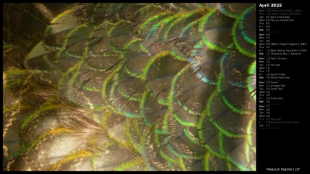 Peacock Feathers III
