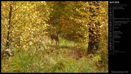 Pennsylvania Deer in Fall