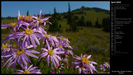 Purple Aster Flowers at Mount Rainier