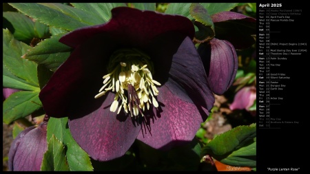 Purple Lenten Rose