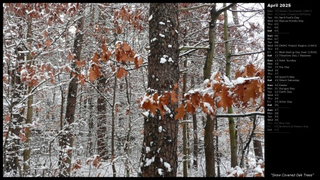 Snow Covered Oak Trees