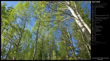 Summer Birch Trees at Rocky Mountain