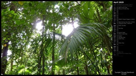 Sunlight Through Rainforest Canopy