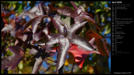 Sweetgum Leaves in Fall