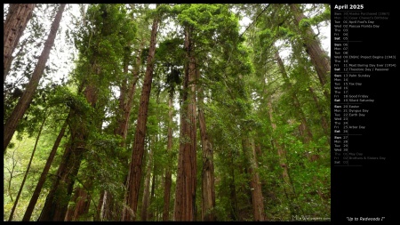 Up to Redwoods I
