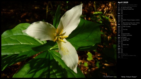 White Trillium Flower