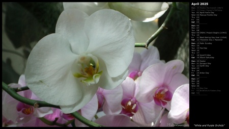 White and Purple Orchids