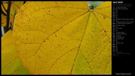 Yellow Redbud Leaves